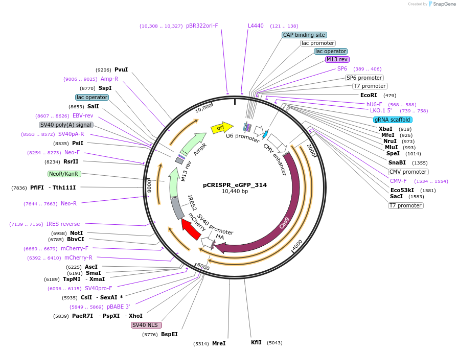 111822-plasmid-map-sequence-id-217474