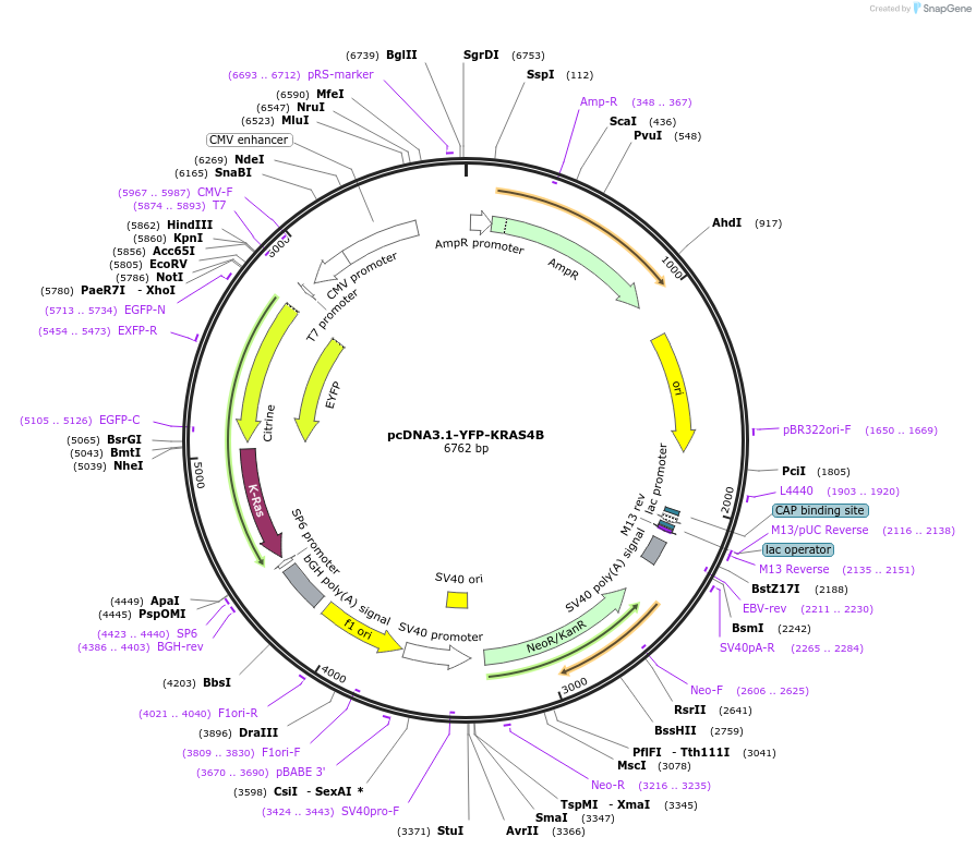 112718-plasmid-map-sequence-id-217480