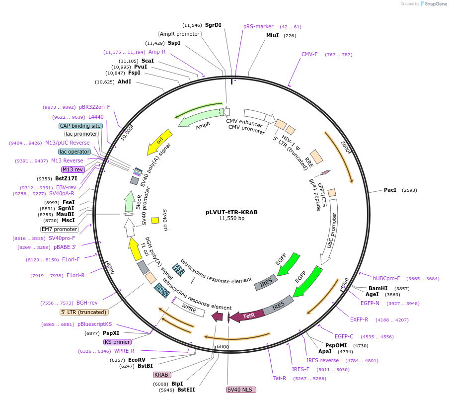 11651-plasmid-map-sequence-id-217481