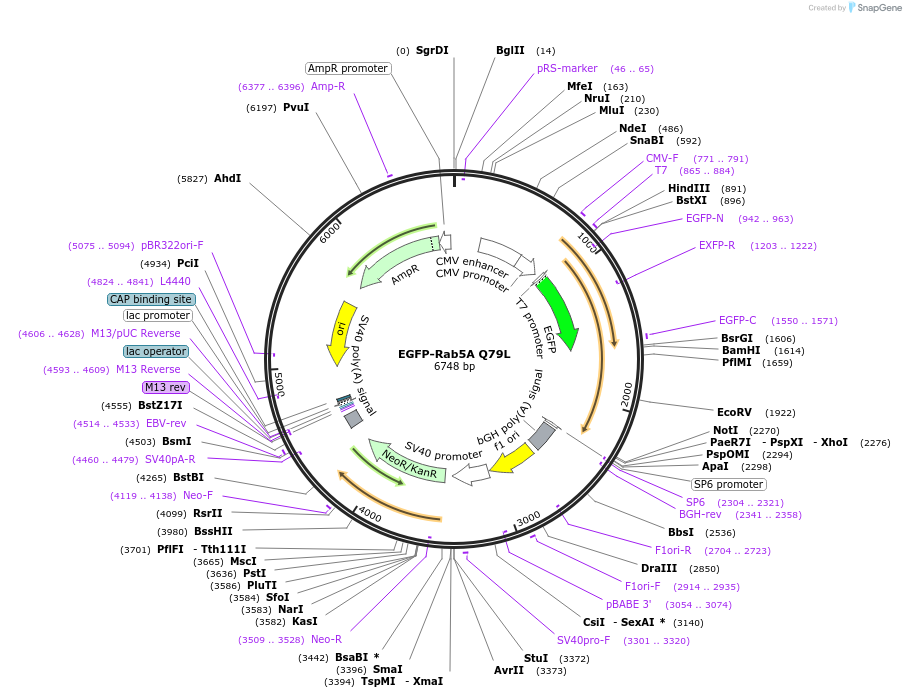 28046-plasmid-map-sequence-id-217483
