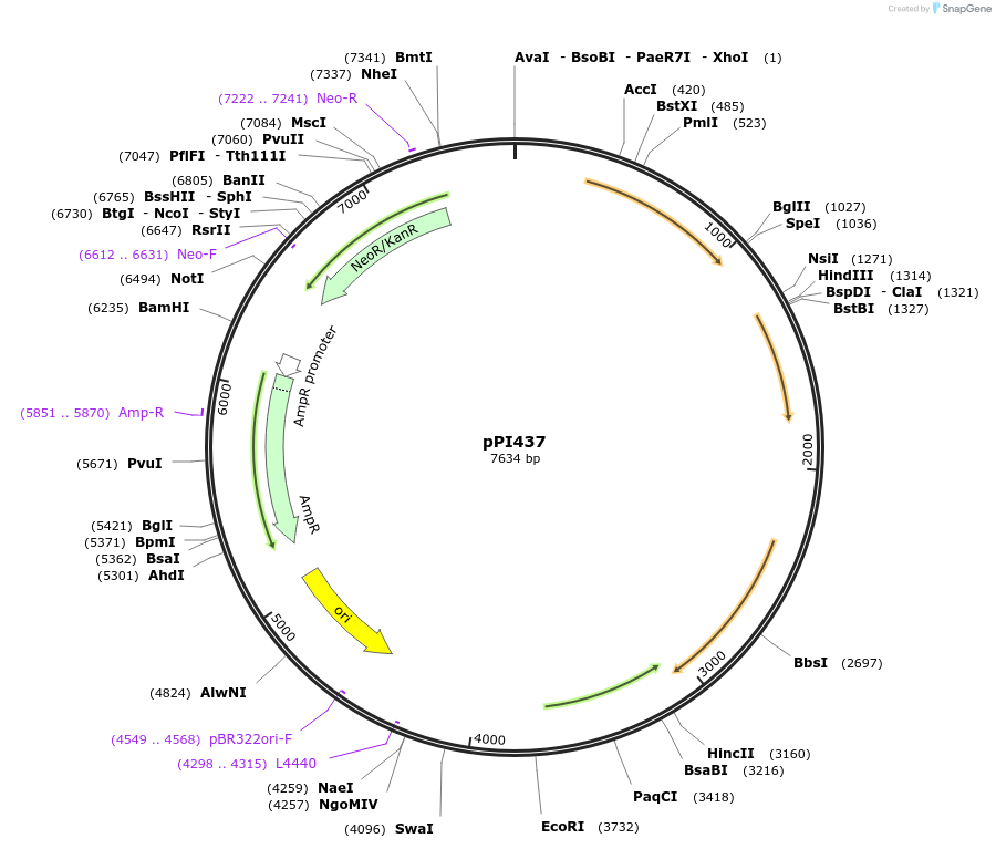 113195-plasmid-map-sequence-id-217488