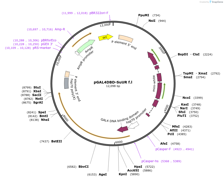 112995-plasmid-map-sequence-id-217490