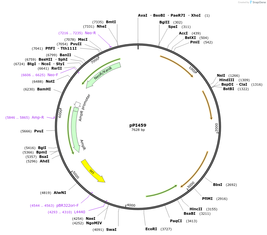 113196-plasmid-map-sequence-id-217500