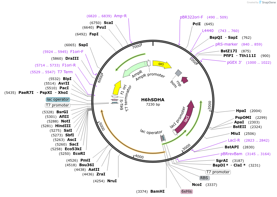 113045-plasmid-map-sequence-id-217502