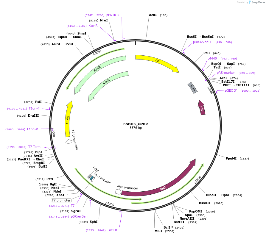 113047-plasmid-map-sequence-id-217506