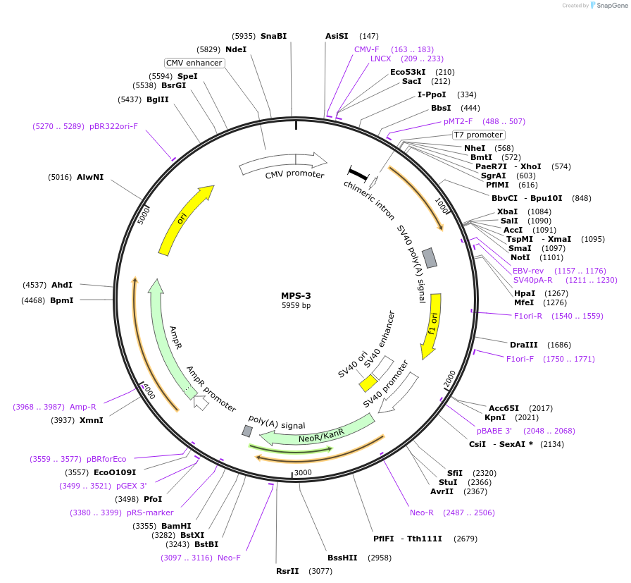 113071-plasmid-map-sequence-id-217507