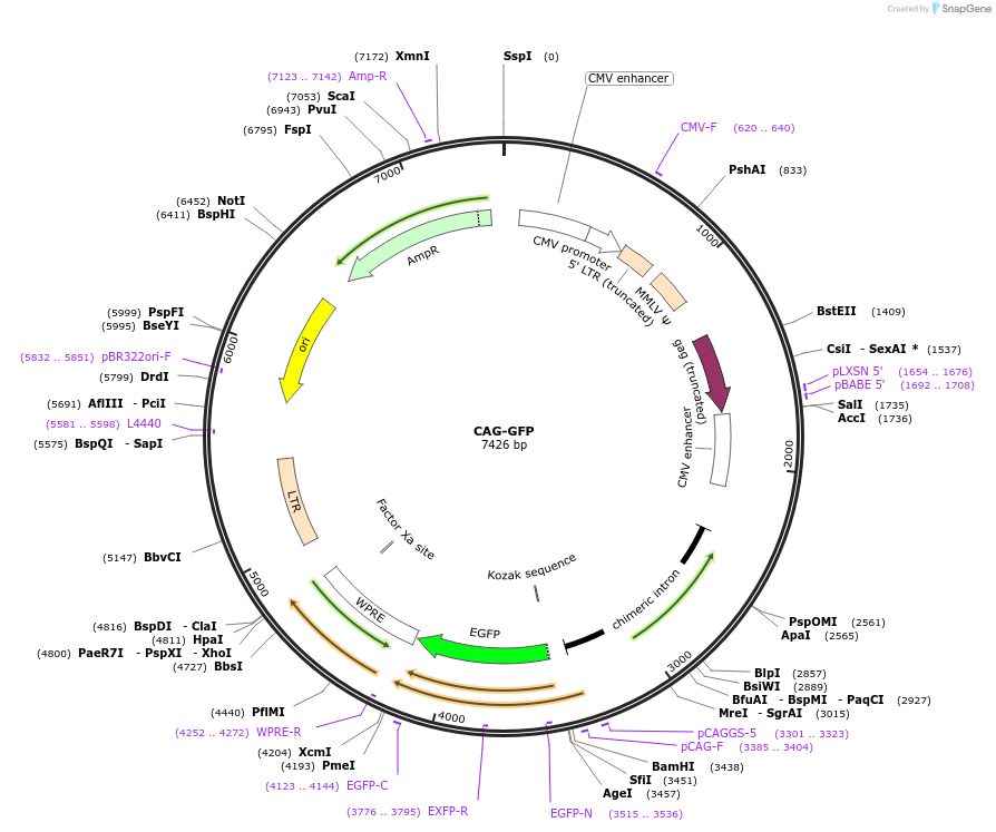 16664-plasmid-map-sequence-id-217513