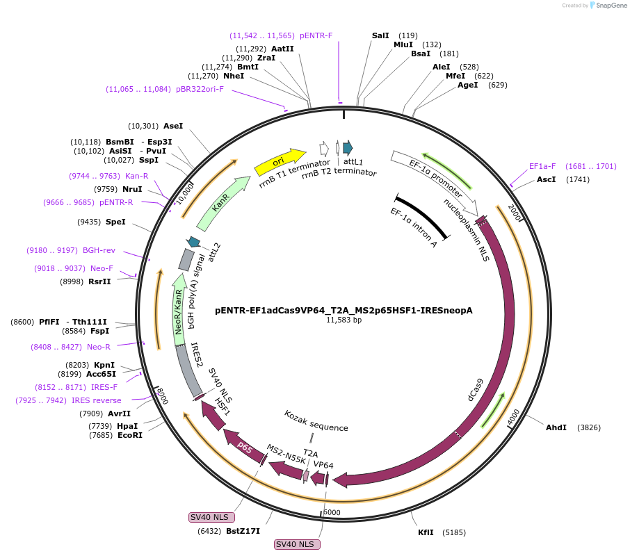 112921-plasmid-map-sequence-id-217551