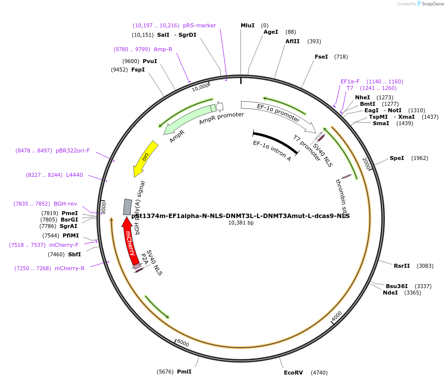 112215-plasmid-map-sequence-id-217559