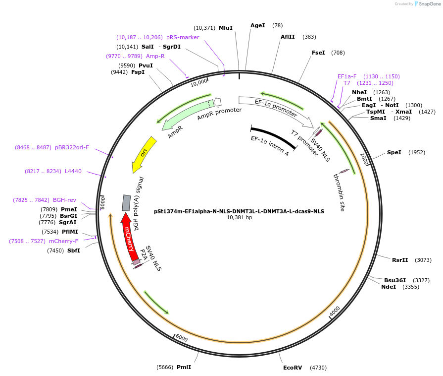 112214-plasmid-map-sequence-id-217562