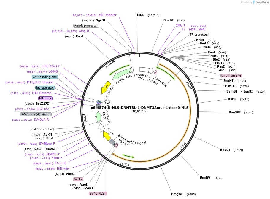 112209-plasmid-map-sequence-id-217570