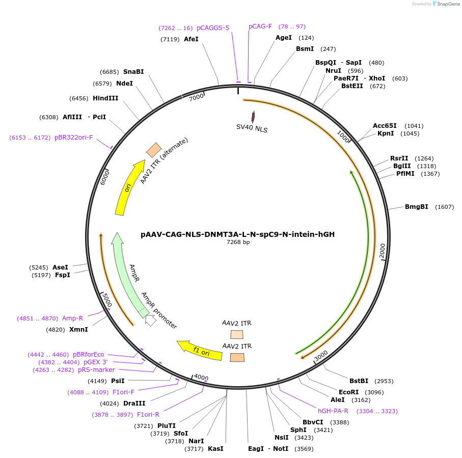 112212-plasmid-map-sequence-id-217572