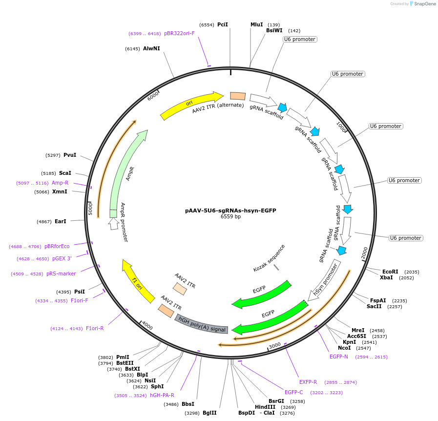 112213-plasmid-map-sequence-id-217575