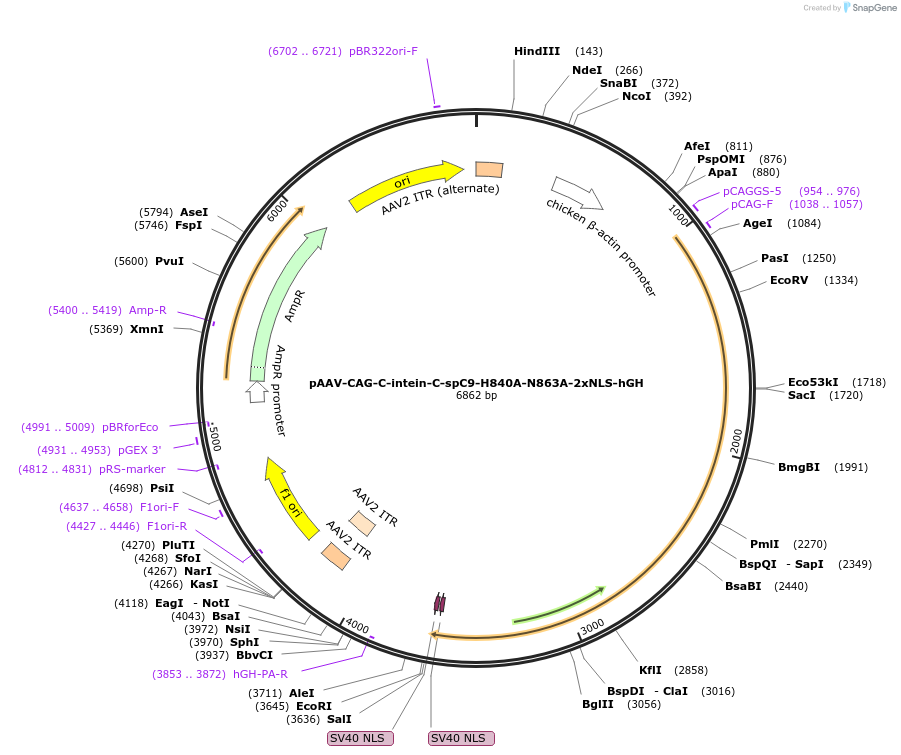 112211-plasmid-map-sequence-id-217577