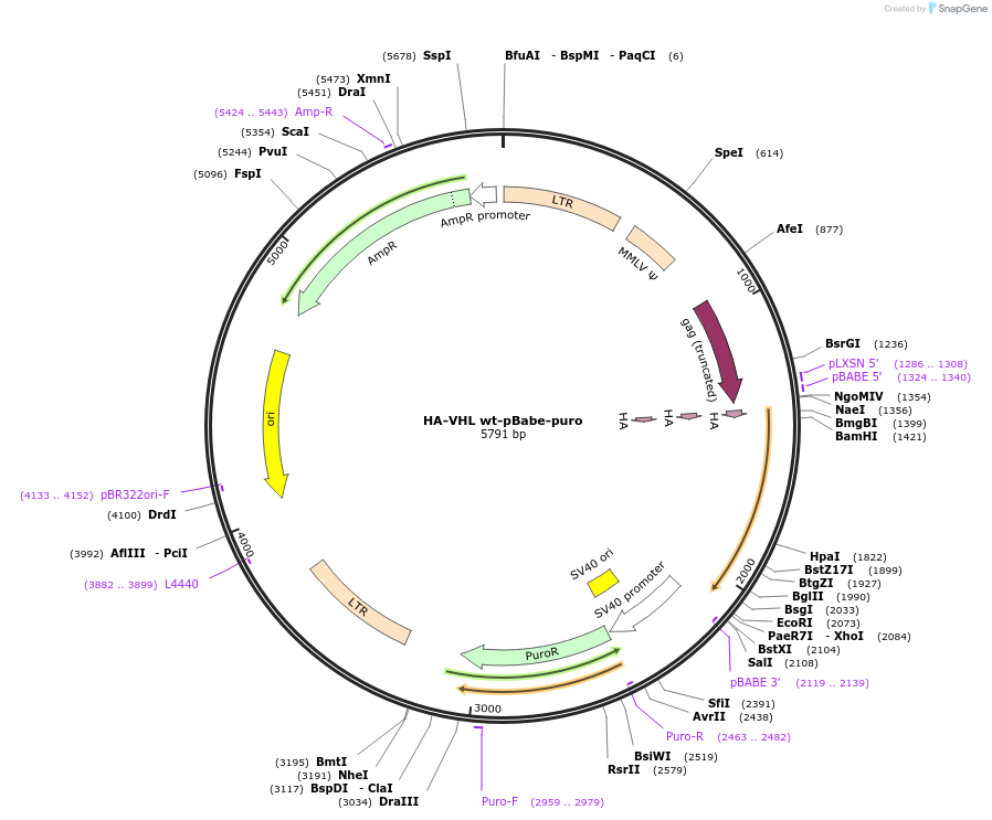 19234-plasmid-map-sequence-id-217587