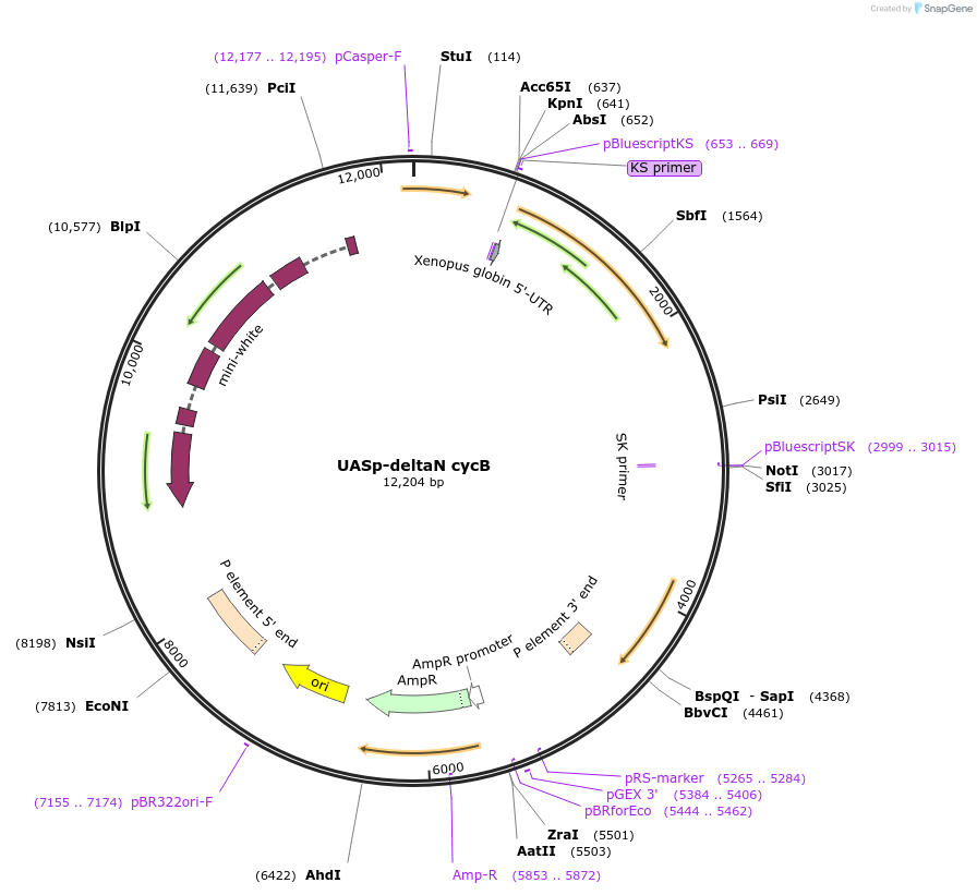 112967-plasmid-map-sequence-id-217588