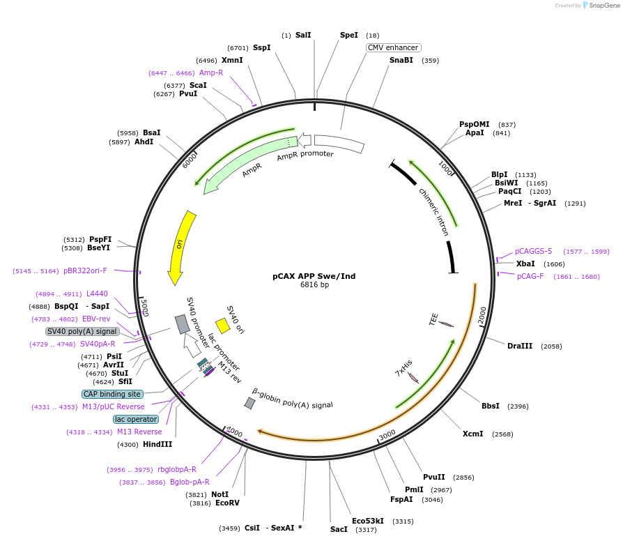 30145-plasmid-map-sequence-id-217592