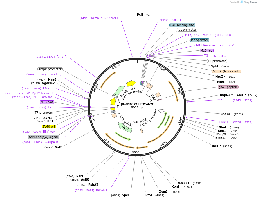 83901-plasmid-map-sequence-id-217598