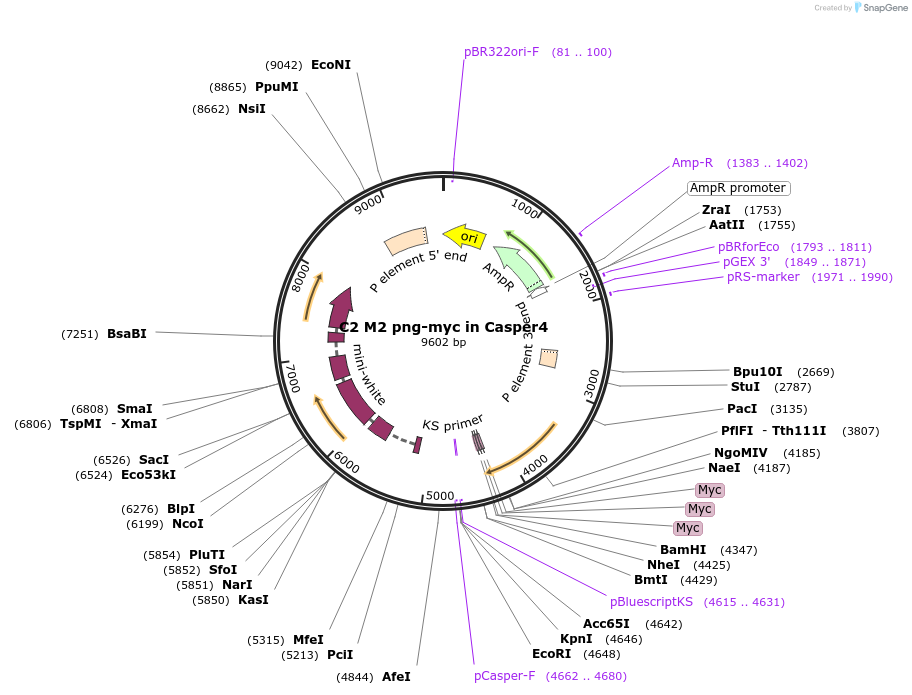 112968-plasmid-map-sequence-id-217600