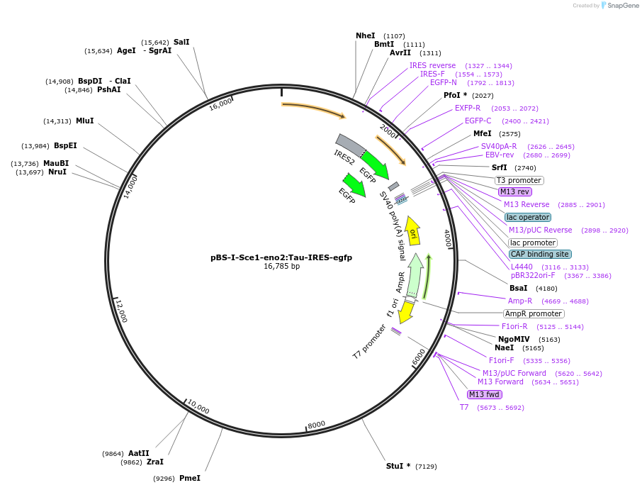 112205-plasmid-map-sequence-id-217608