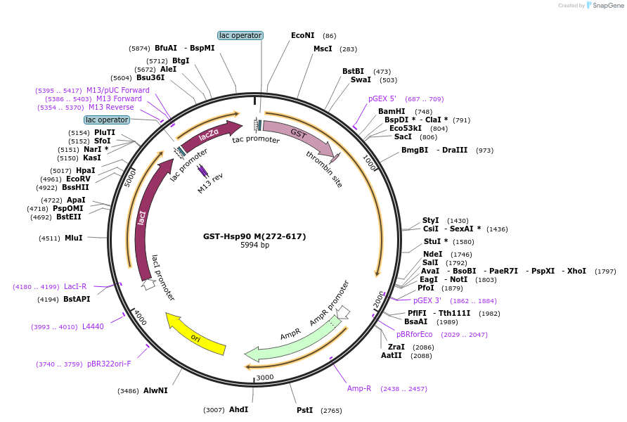 22482-plasmid-map-sequence-id-217627