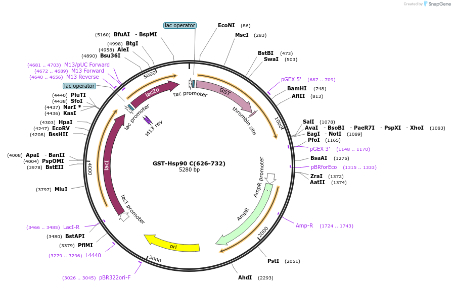 22483-plasmid-map-sequence-id-217630