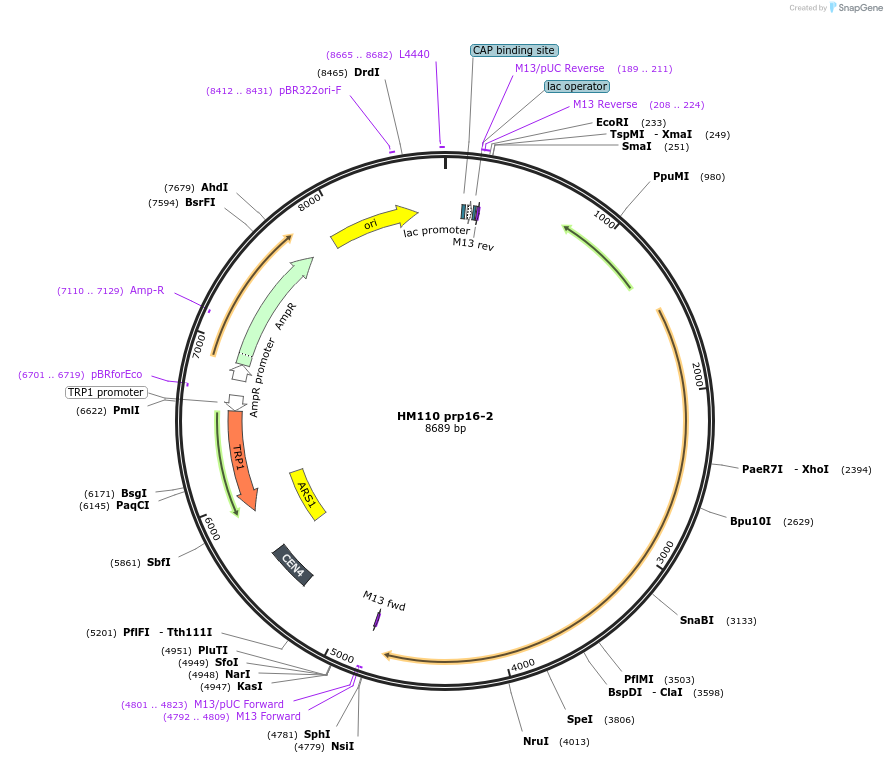 111277-plasmid-map-sequence-id-217638
