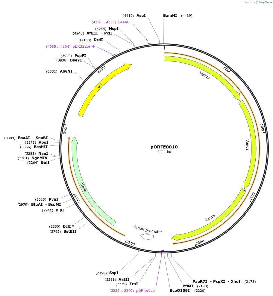 112074-plasmid-map-sequence-id-217639