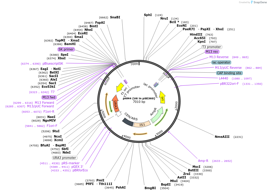 111281-plasmid-map-sequence-id-217641