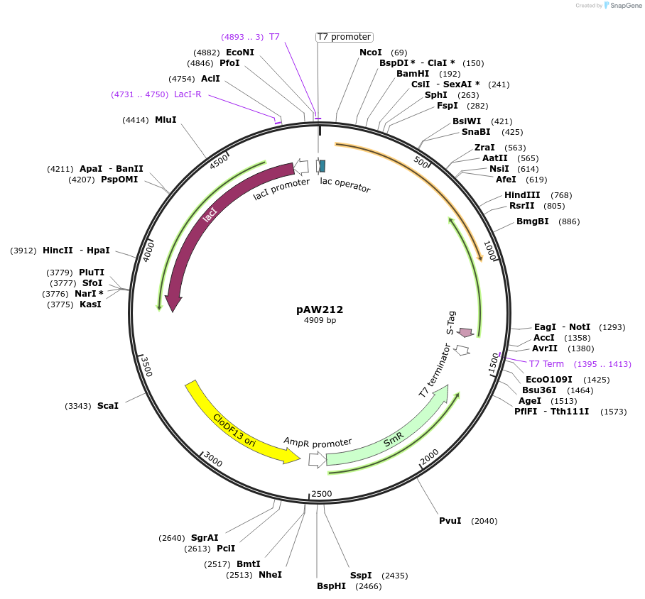 113234-plasmid-map-sequence-id-217648