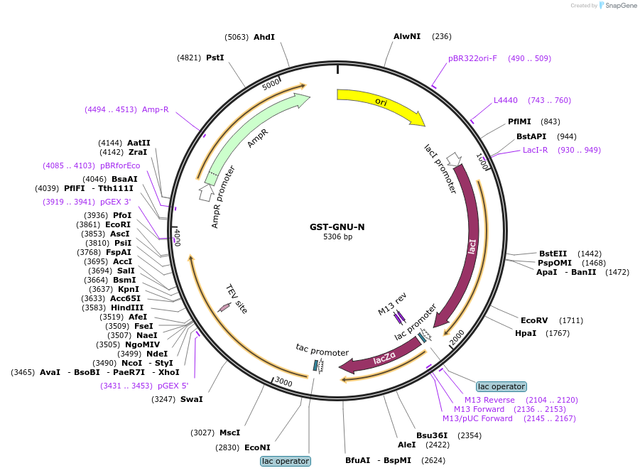 112972-plasmid-map-sequence-id-217649