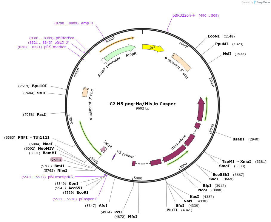 217662_map