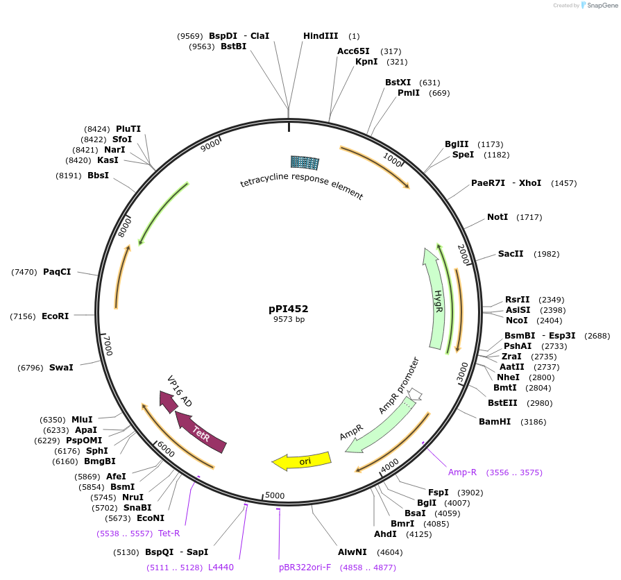 113203-plasmid-map-sequence-id-217665