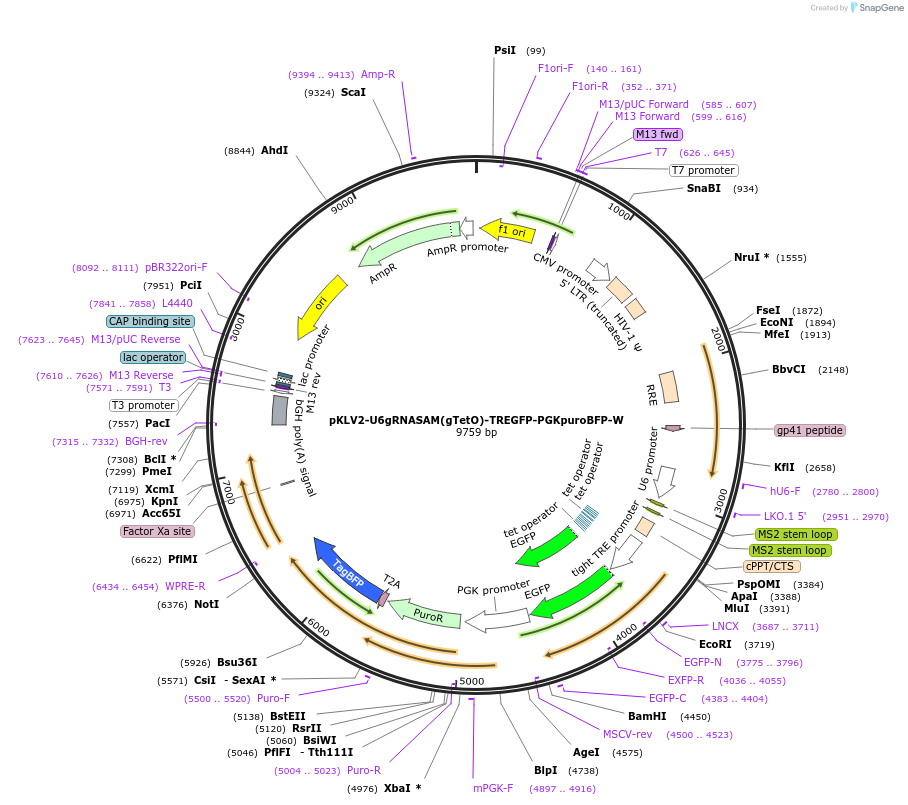 112927-plasmid-map-sequence-id-217671