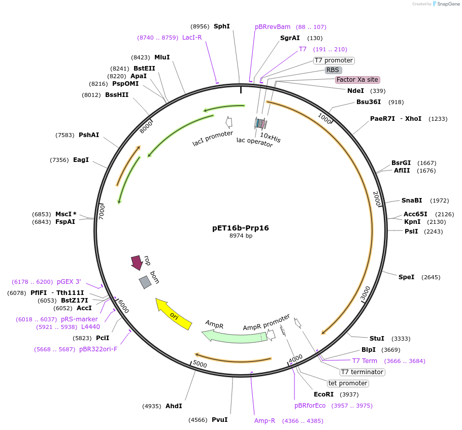 111351-plasmid-map-sequence-id-217673