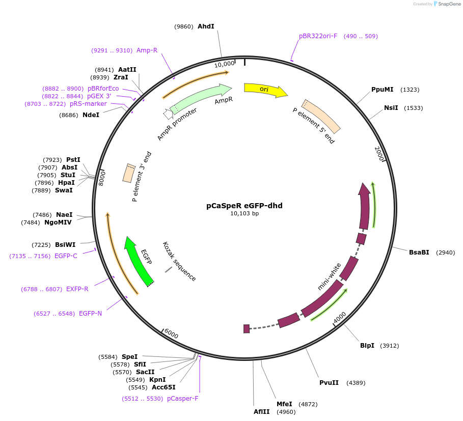 113004-plasmid-map-sequence-id-217683