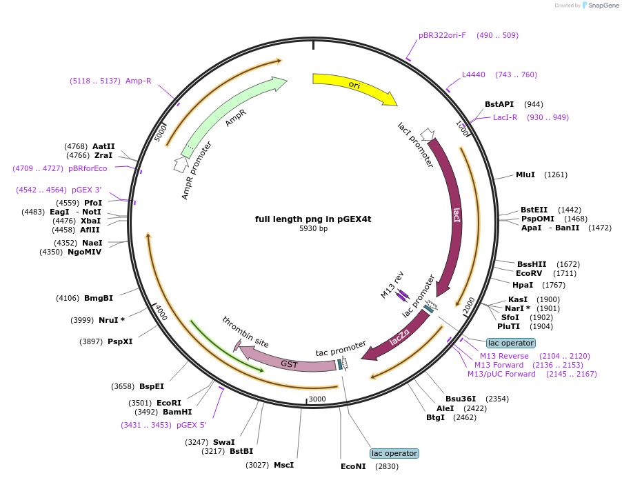 112974-plasmid-map-sequence-id-217718