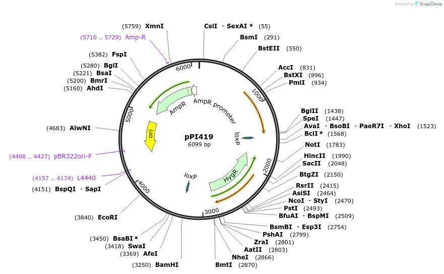 113211-plasmid-map-sequence-id-217721