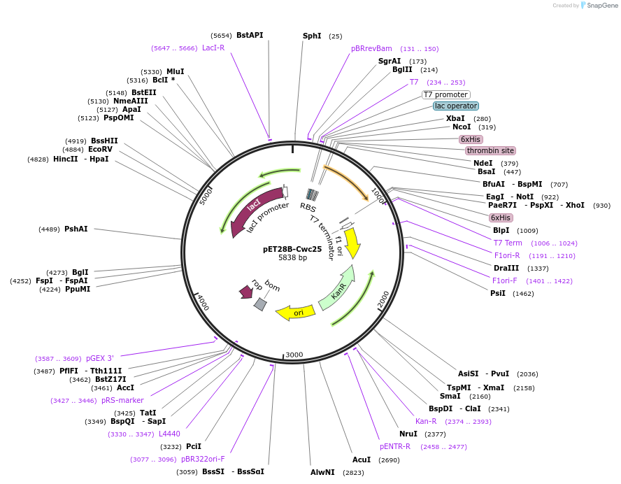 111340-plasmid-map-sequence-id-217722