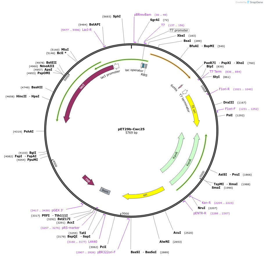 111341-plasmid-map-sequence-id-217724