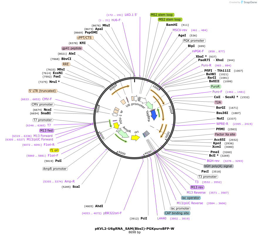 112925-plasmid-map-sequence-id-217726