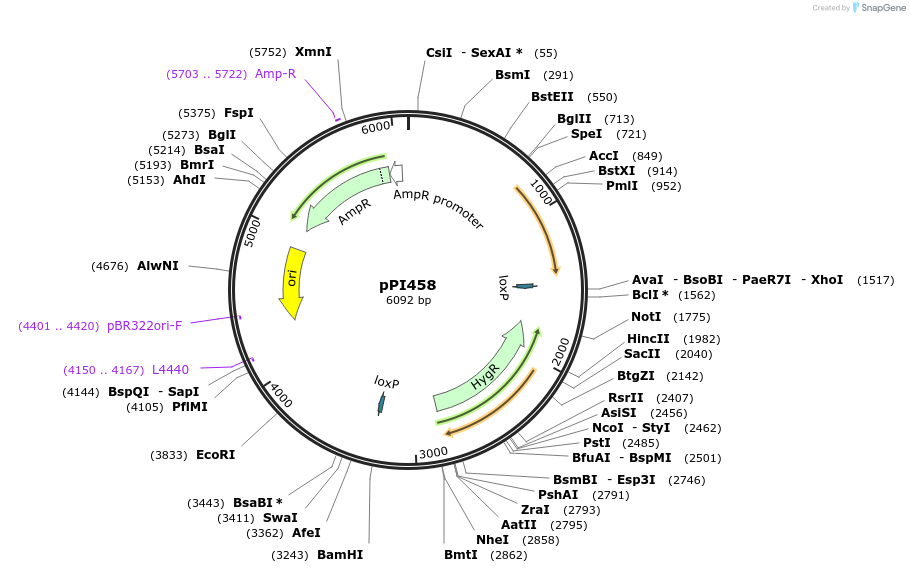 113212-plasmid-map-sequence-id-217727