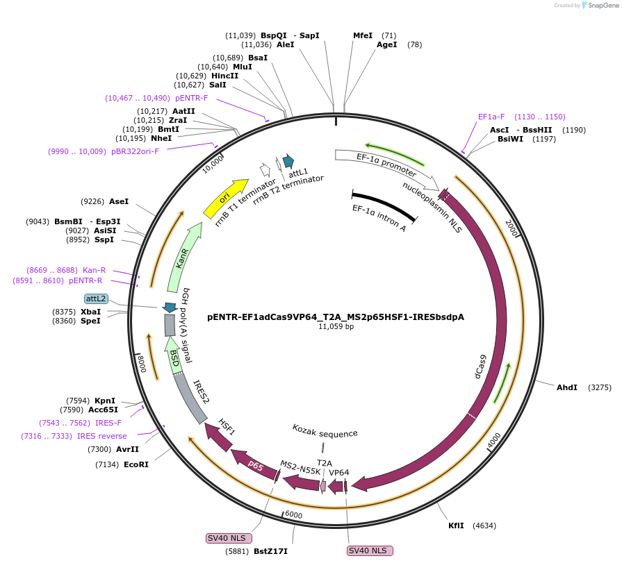 112922-plasmid-map-sequence-id-217731