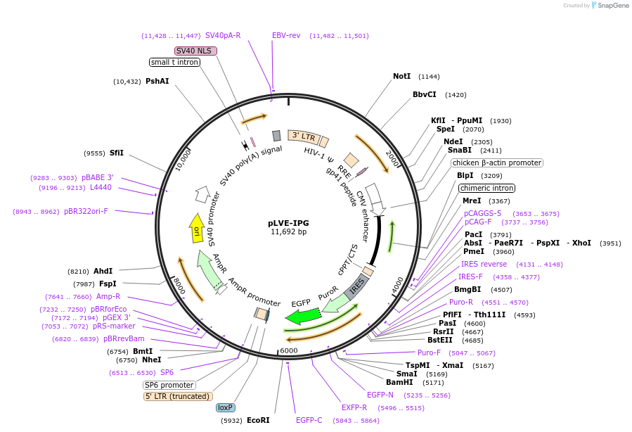 217732_map