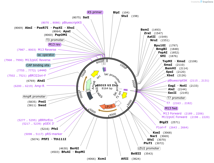 111357-plasmid-map-sequence-id-217733