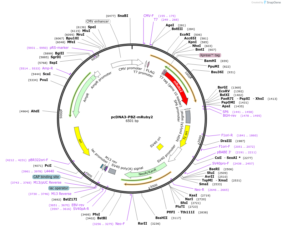 110650-plasmid-map-sequence-id-217739