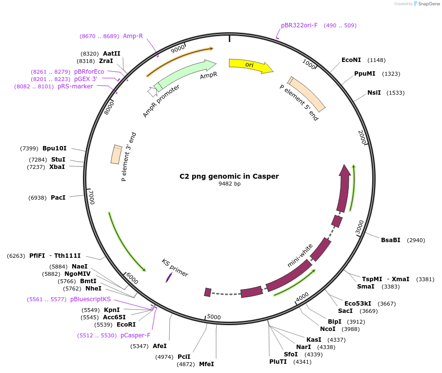 112971-plasmid-map-sequence-id-217741