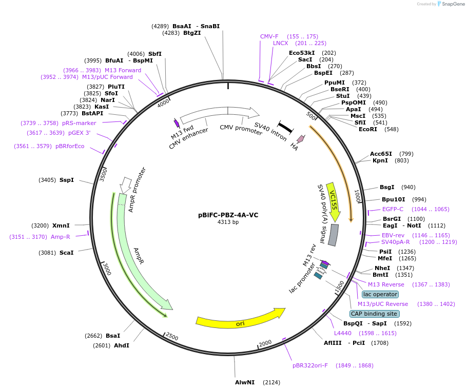 110649-plasmid-map-sequence-id-217742