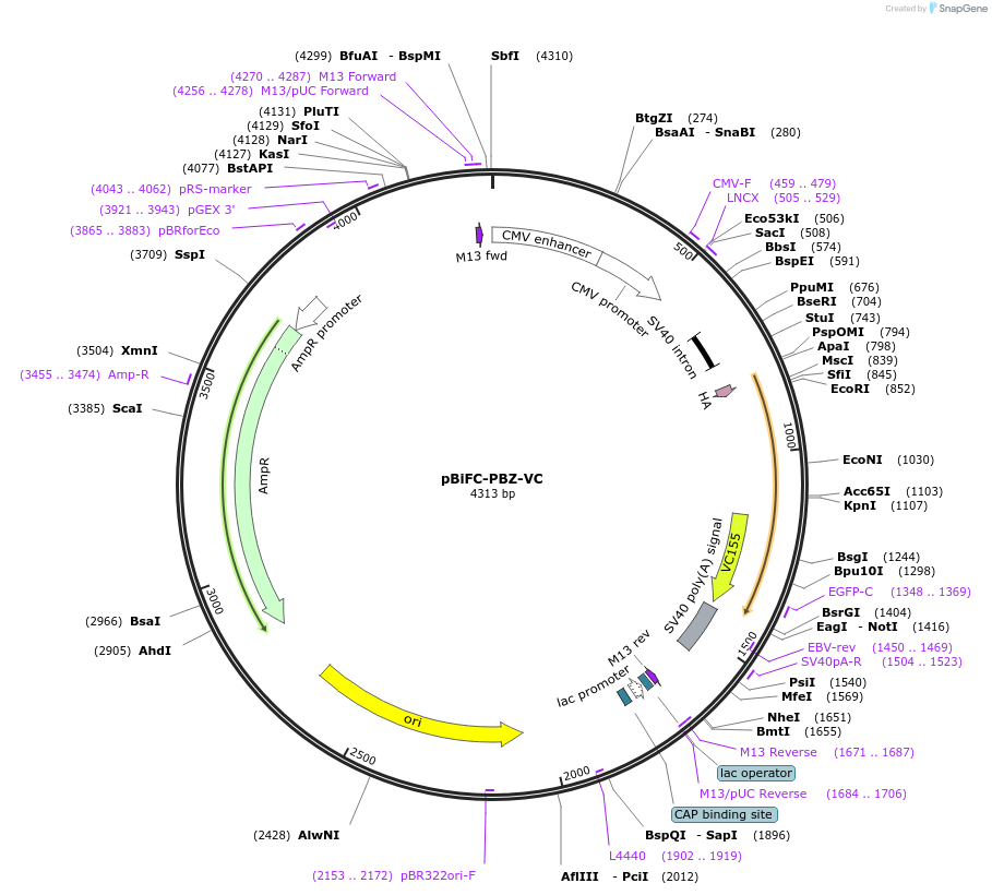 110648-plasmid-map-sequence-id-217744