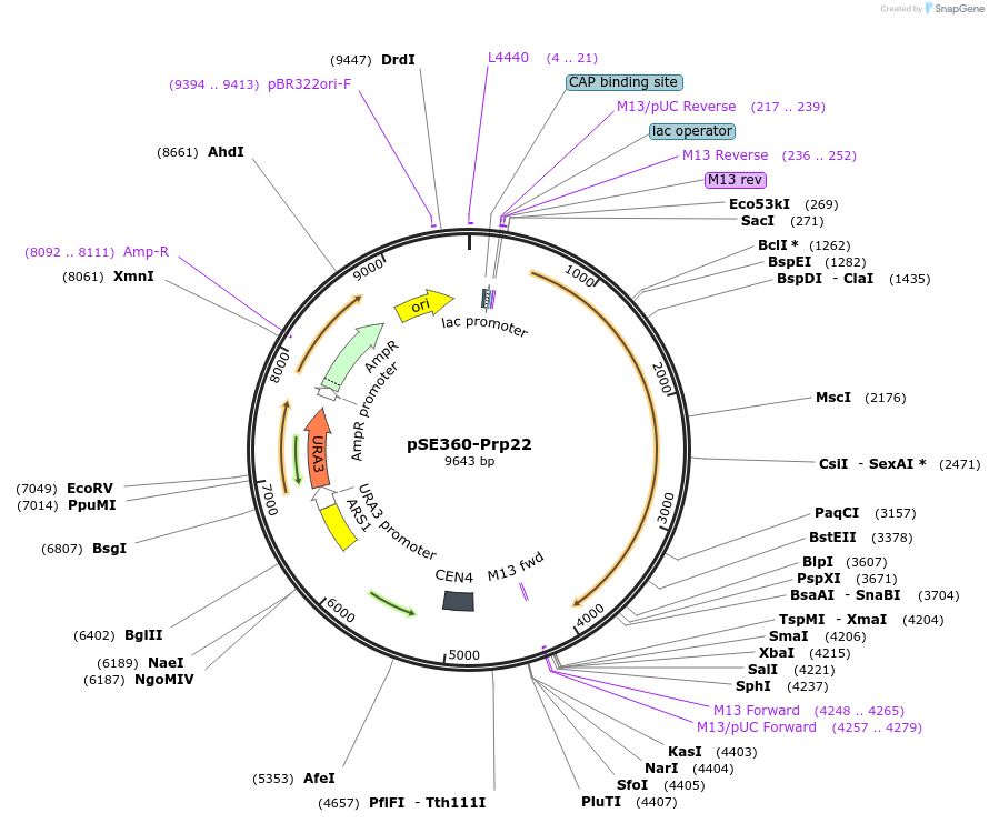 111284-plasmid-map-sequence-id-217746